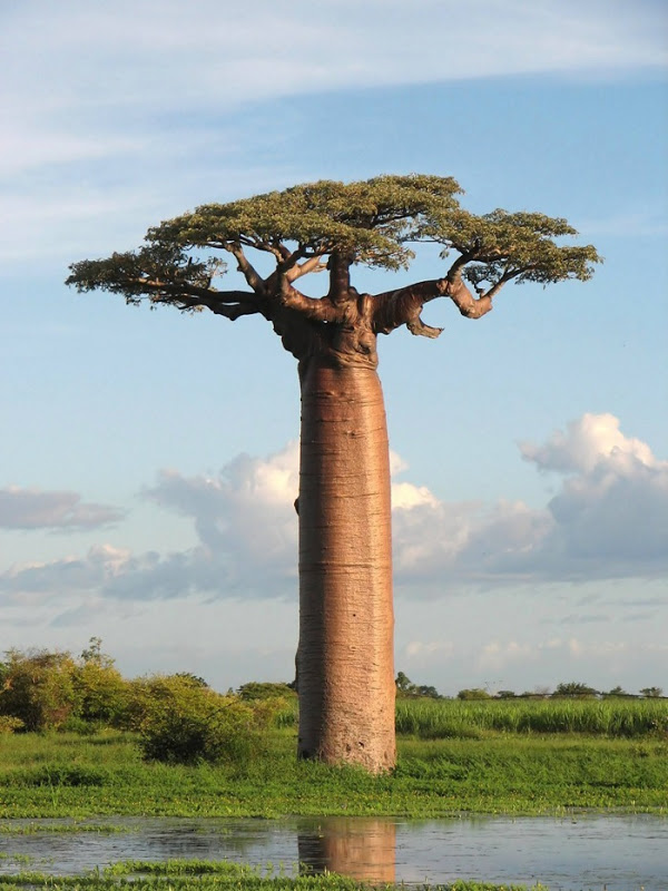 Baobab, legenda pohon yang tumbuh terbalik  merdeka.com