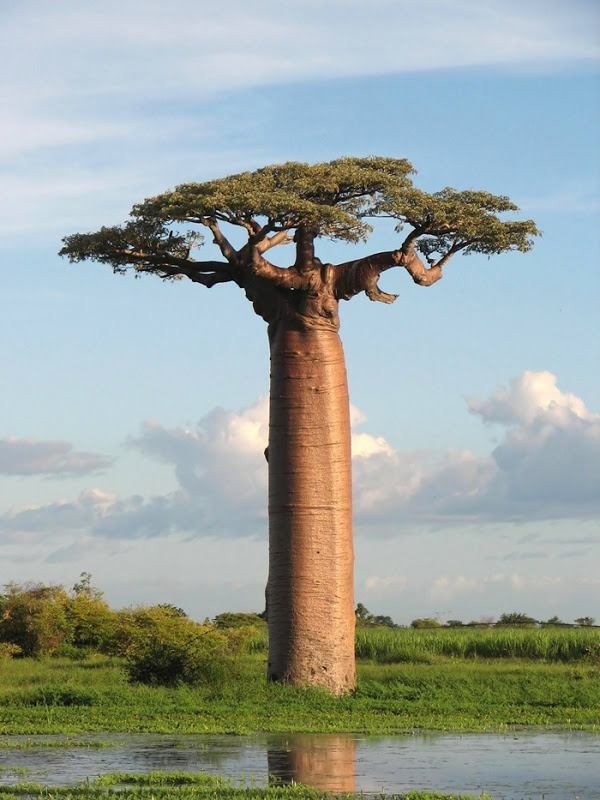 Baobab, legenda pohon yang tumbuh terbalik | merdeka.com