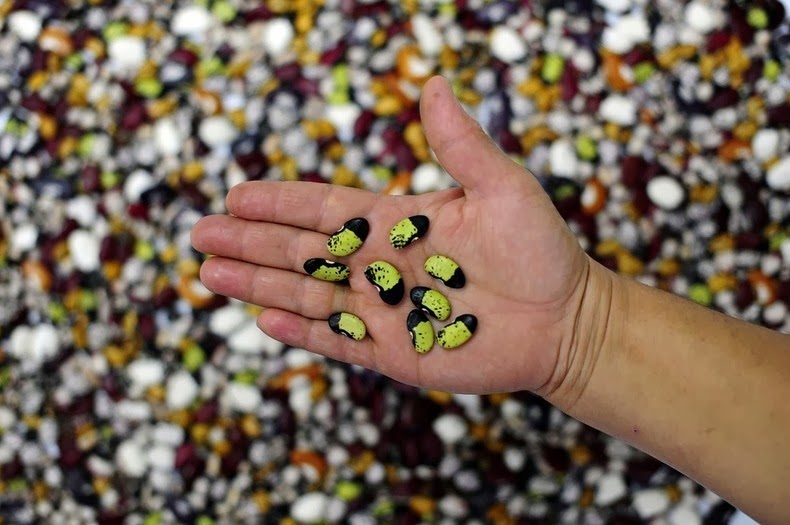 seed vault