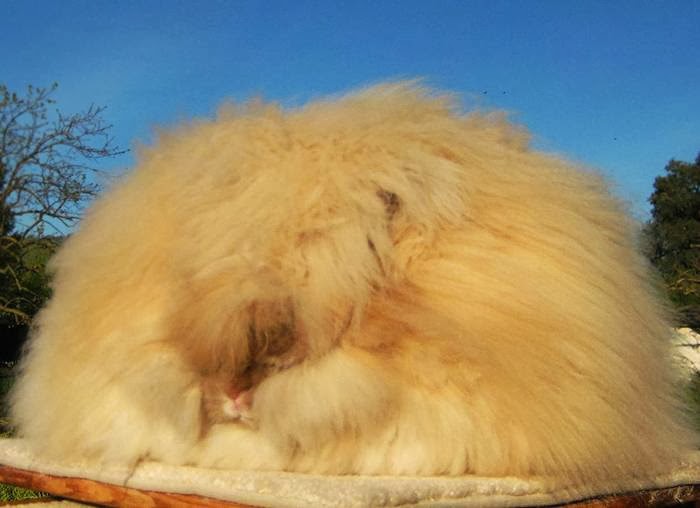 kelinci angora