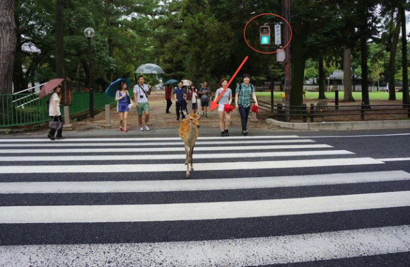 Hewan di Jepang ternyata juga taati rambu-rambu lalu 