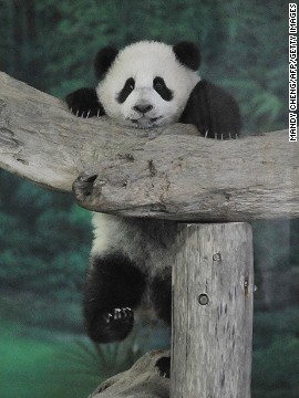Yuan Zai panda  super imut  yang tinggal di Kebun Binatang 