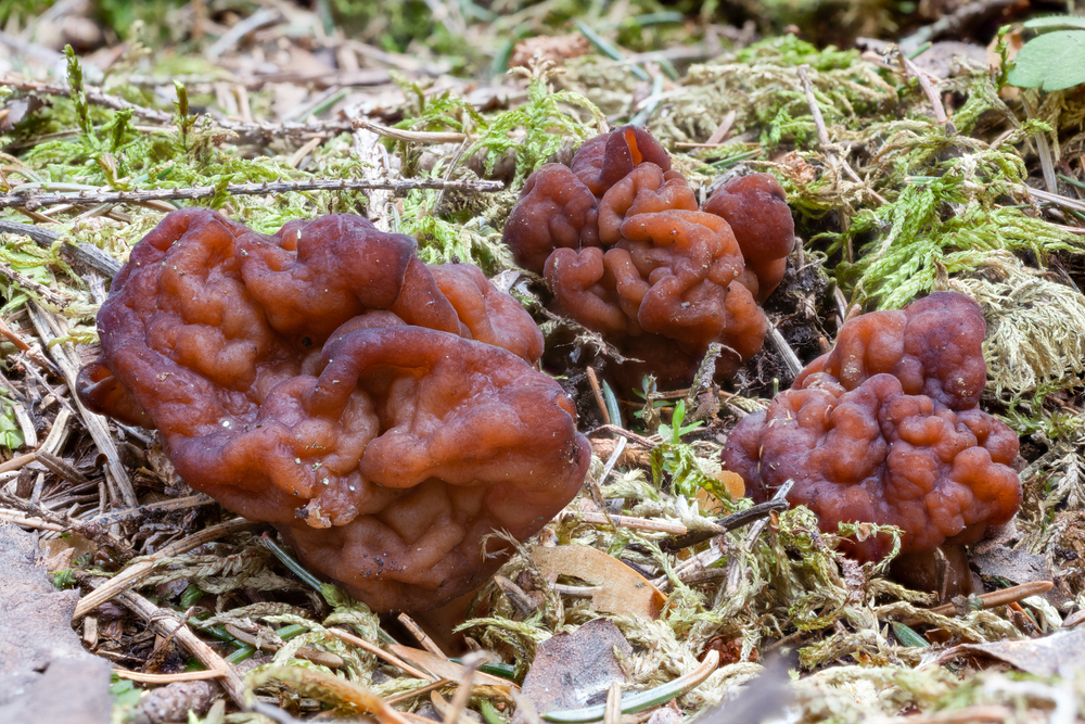 esculenta