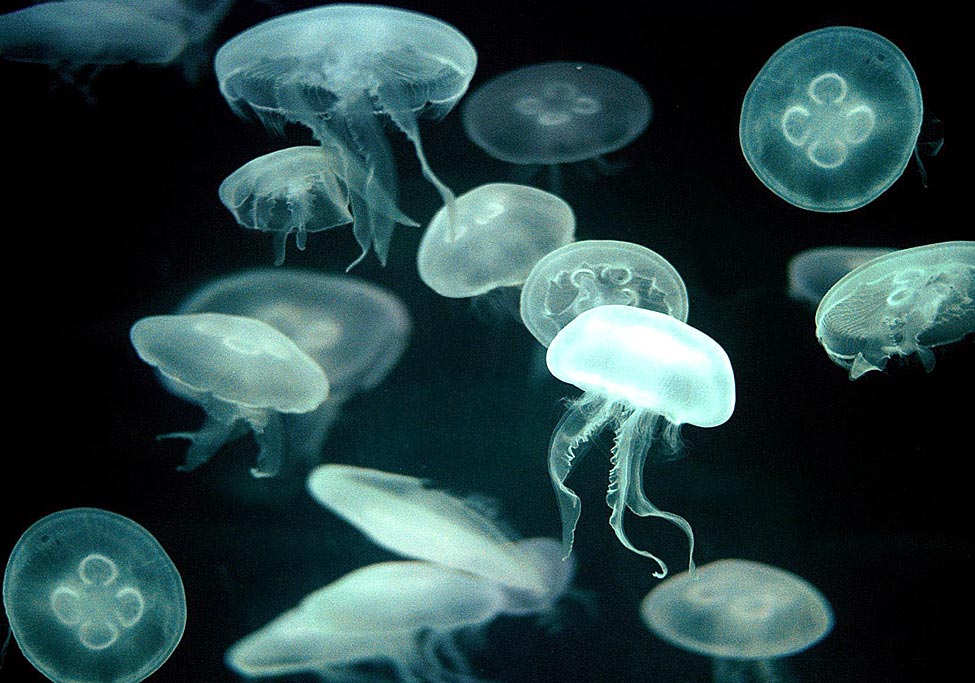 bioluminesensi