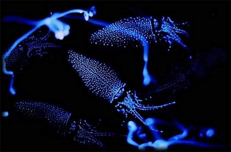 3000 Wallpaper Biru Menyala HD Paling Baru 3000 Wallpaper Biru Menyala HD Paling Baru