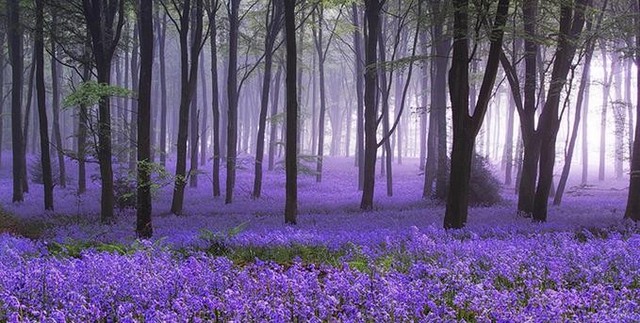 hallerbos belgia