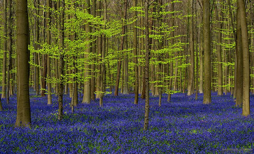 hallerbos belgia