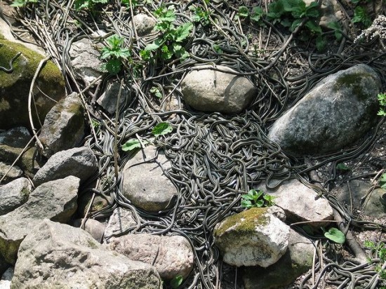 ular di narcisse snake dens kanada