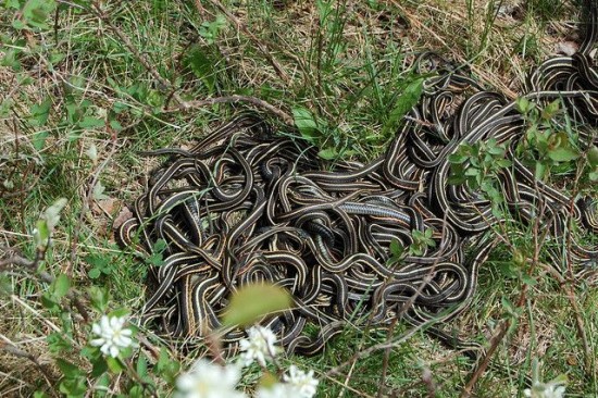 ular di narcisse snake dens kanada