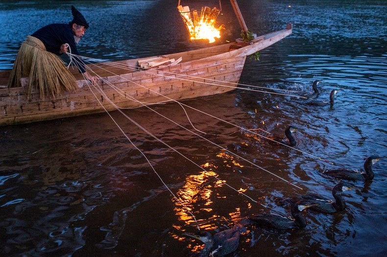 Ukai Seni Memancing Dengan Burung Laut Merdeka Com