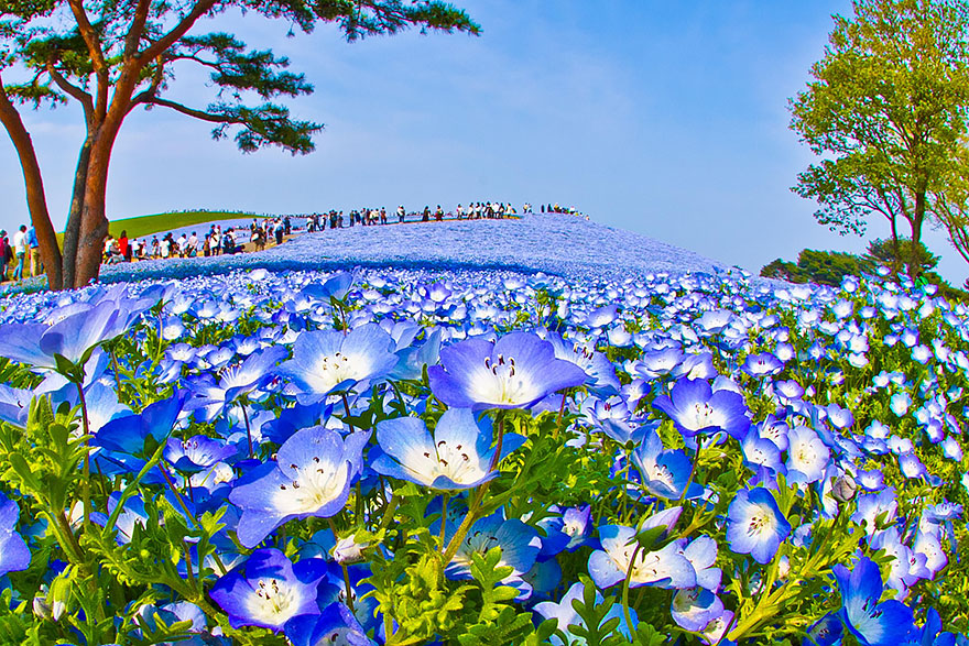 Hitachi Seaside Park taman bunga empat musim terindah di 