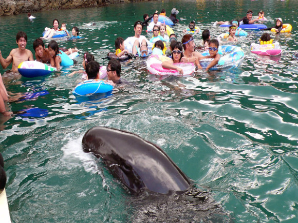 ikan di pantai wakayama