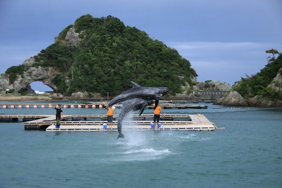 ikan di pantai wakayama