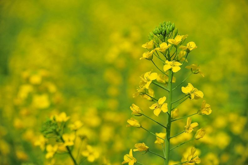Menikmati keindahan hamparan emas bunga canola di Luoping 