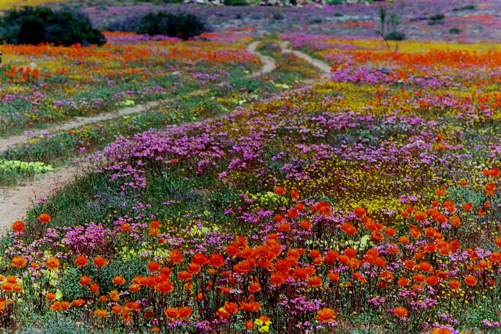 aster namaqualand afrika selatan