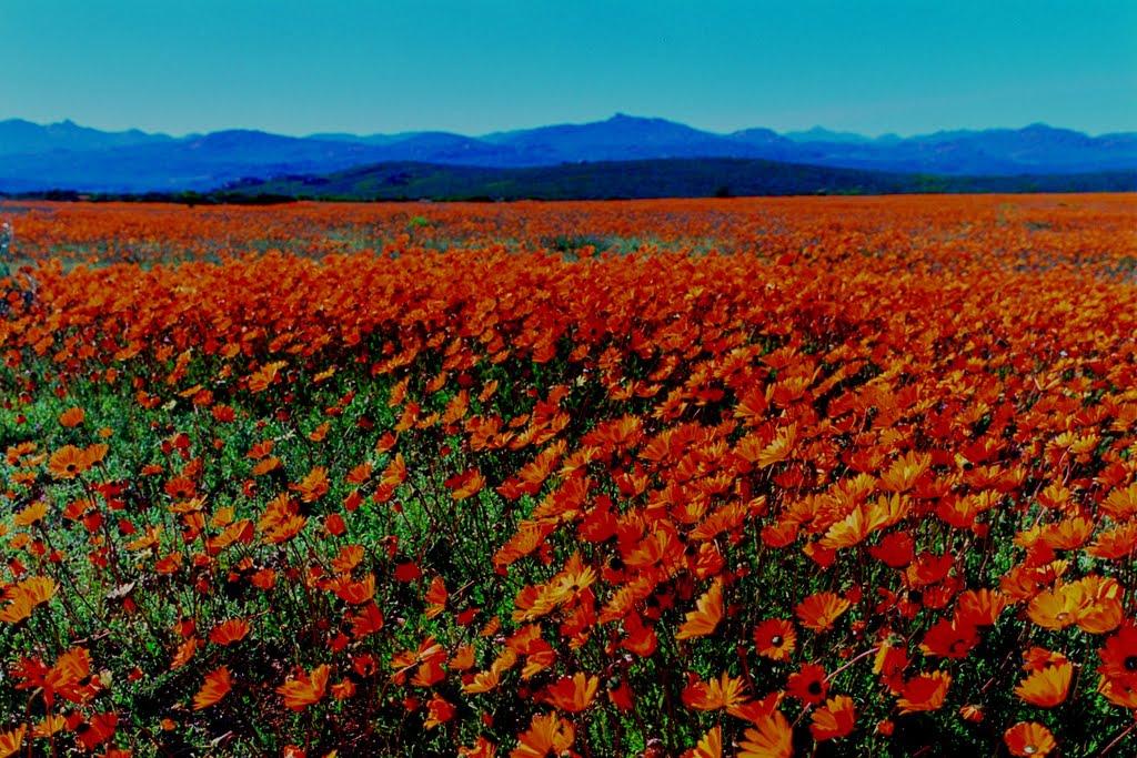 aster namaqualand afrika selatan