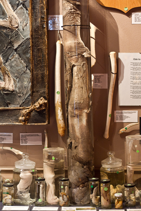 phallological museum