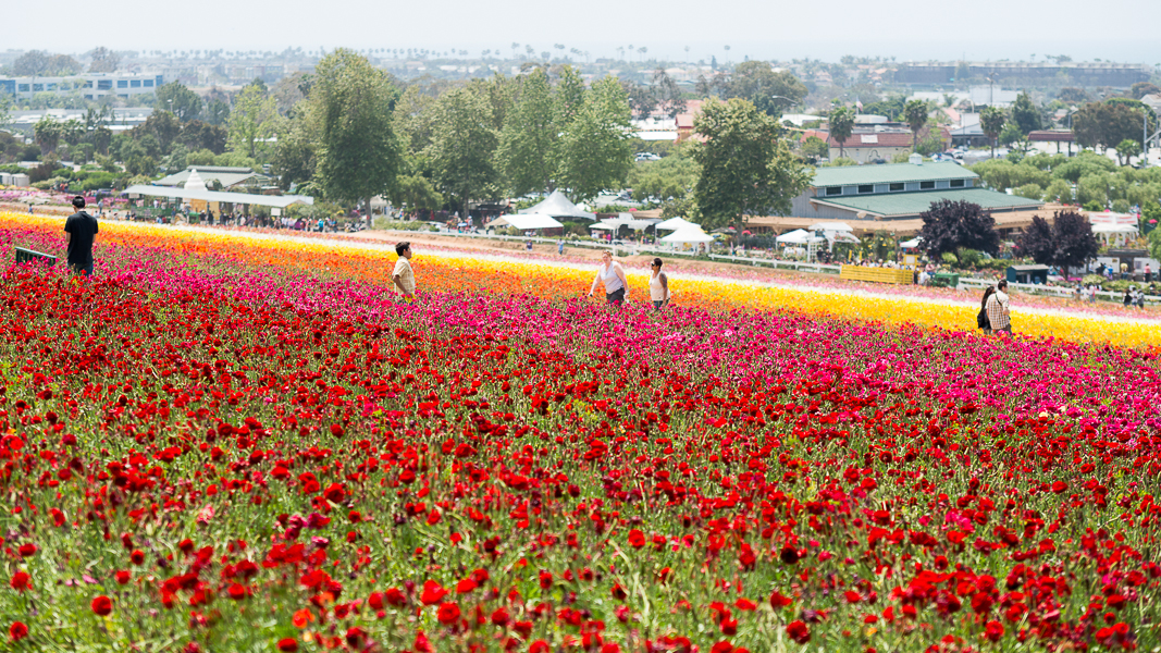 flower fields san diego as