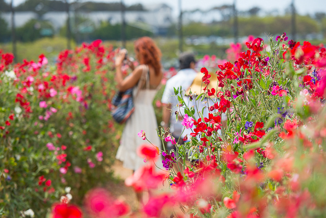 flower fields san diego as