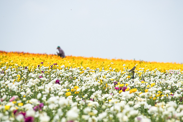 flower fields san diego as