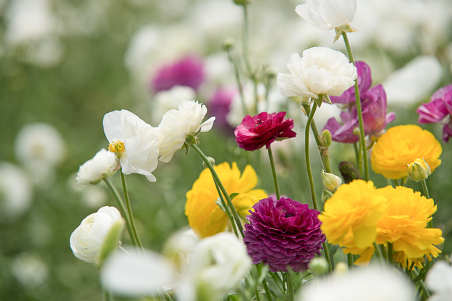 flower fields san diego as