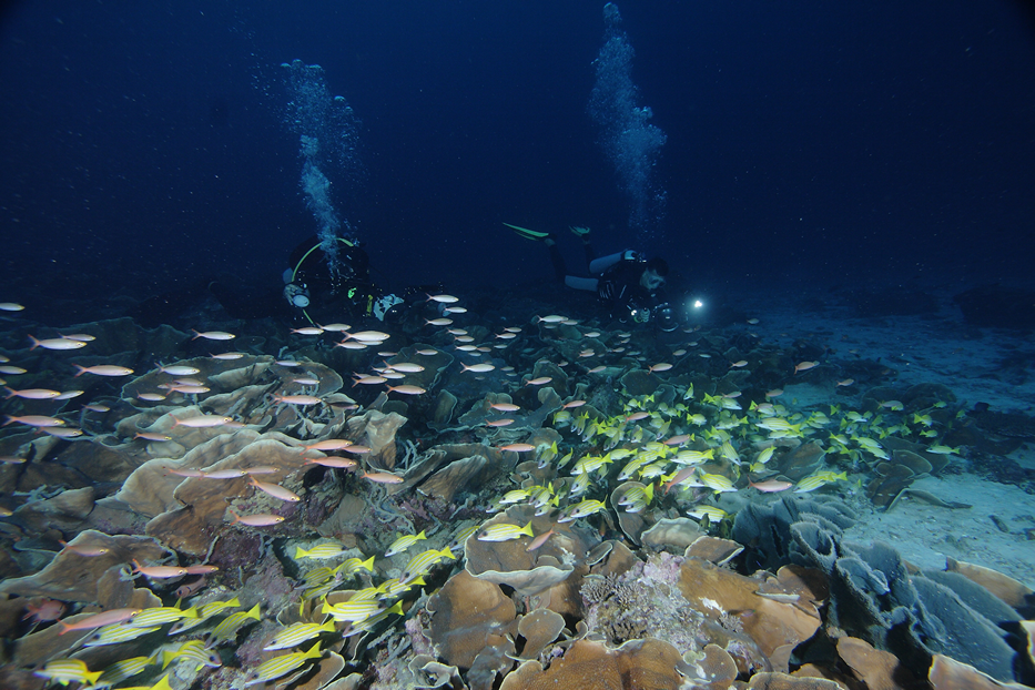 paus di teluk cendrawasih