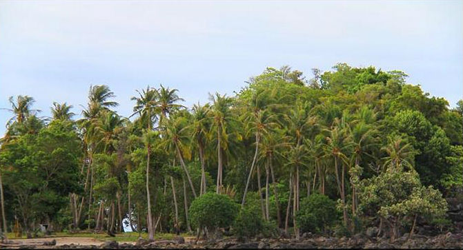 Pepohonan Tropis di Garis Pantai