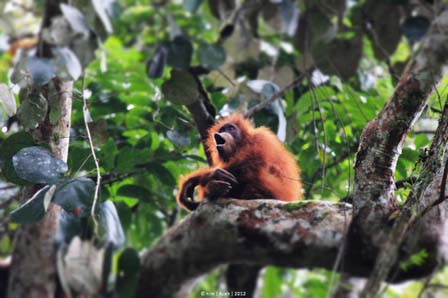 Orangutan di Taman Nasional Gunung Leuser