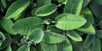 sage