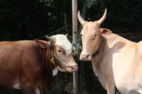 antraks