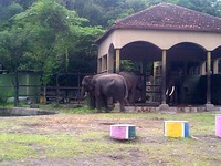 gajah gembira loka dipulangkan