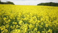 canola