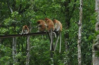 kalimantan utara
