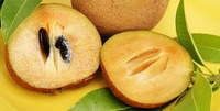 sapodilla