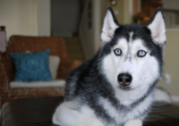 husky yang bisa ngomong
