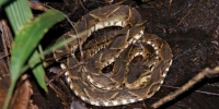 berbisa
