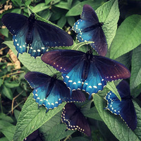 california pipevine swallowtail yang dikembangbiakkan tim wong