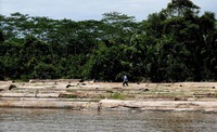 di hutan kalimantan