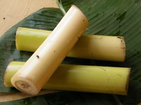 pohon pisang