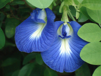 atau butterfly pea