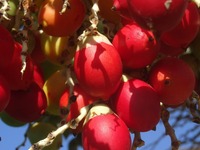 ruthob