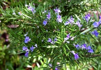 rosemary