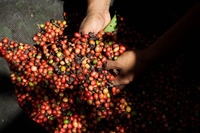 robusta di nicaragua