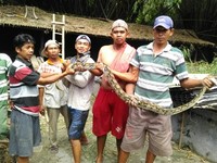 temukan 2 ular piton