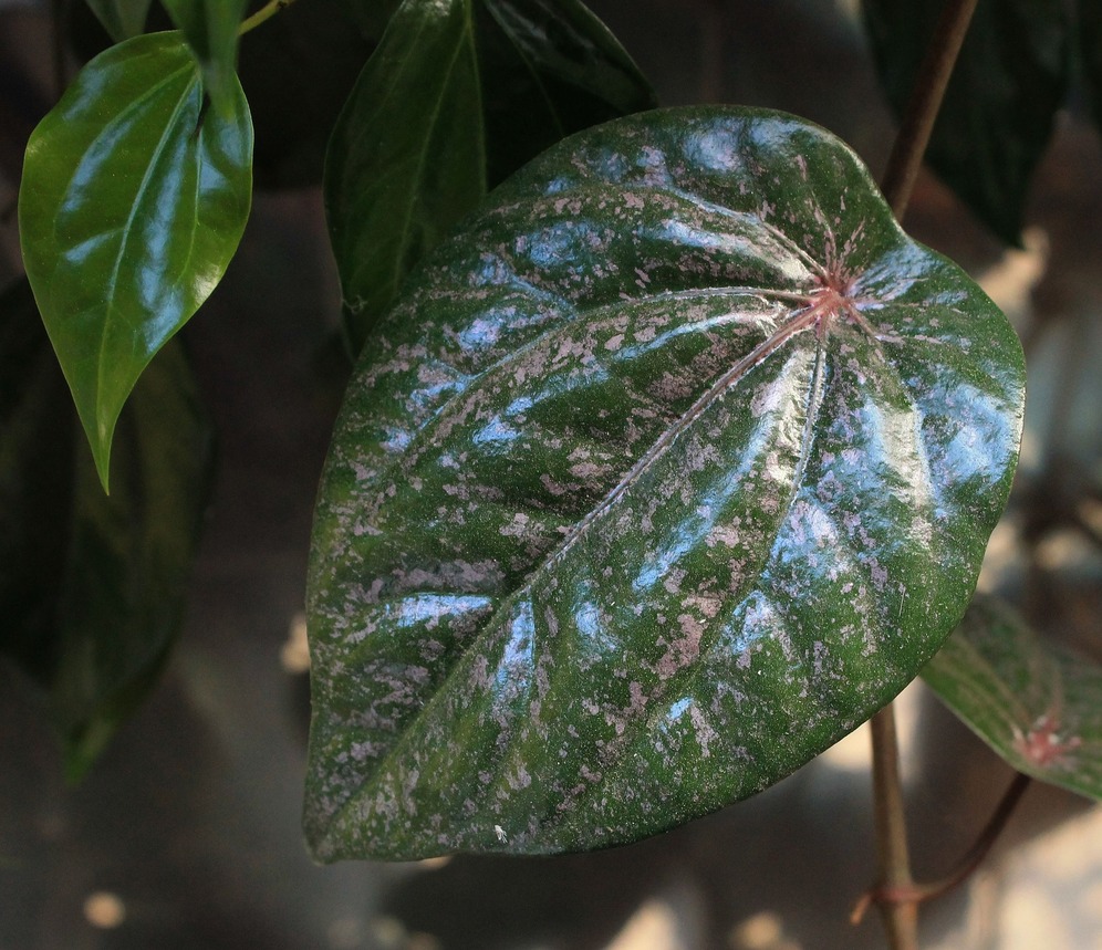 Gambar Akar Daun Sirih Gambar Bagian Tumbuhan