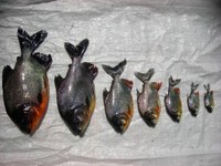 Contoh ikan air payau