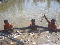 ikan patin di kelompok maju bersama desa bapeang kecamatan mentawa baru ketapang