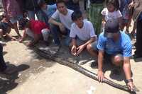 kembang sepanjang 4 meter