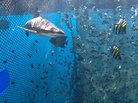 underwater banyuwangi