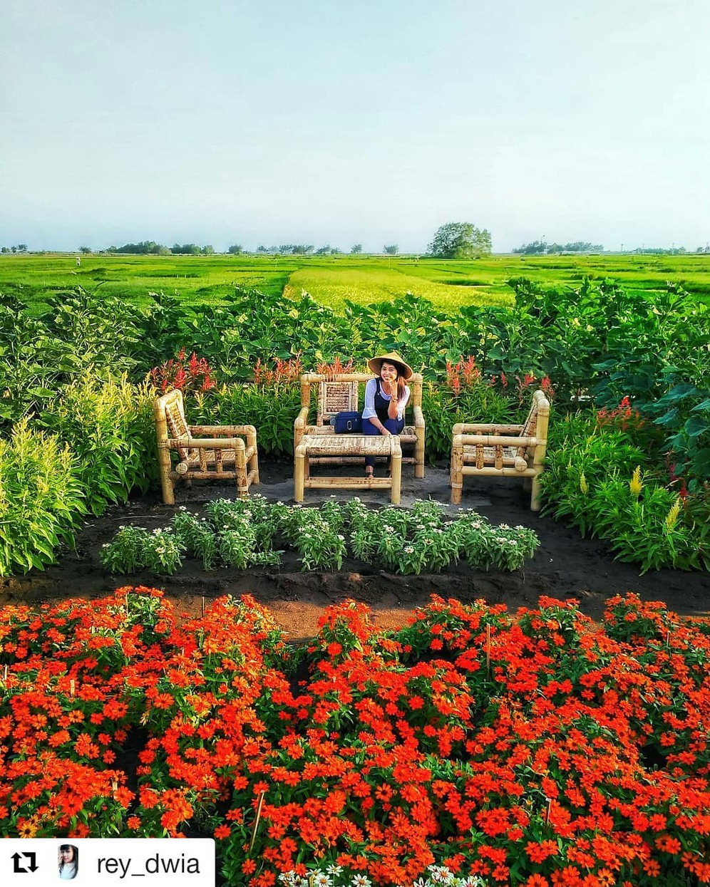 Warna Warni Bunga Celosia Di Resoinangun Garden Pantai